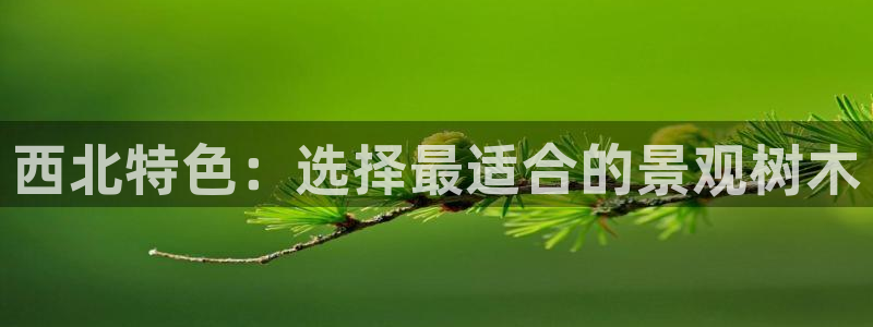 华视娱乐摩根王琛