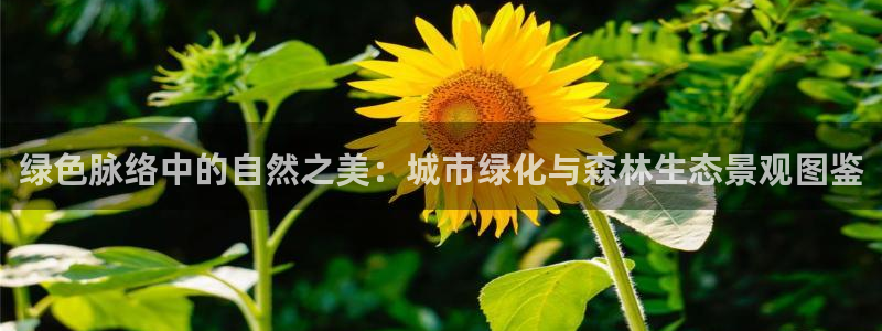 泉州摩根会娱乐：绿色脉络中的自然之美：城市绿化与森林生态景观图鉴