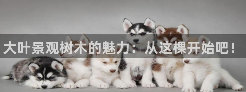 摩根娱乐宝口碑