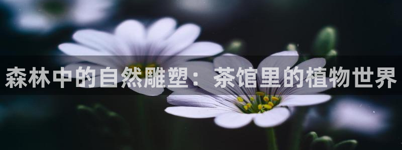 香港摩根娱乐