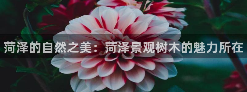 摩根娱乐宝可信吗