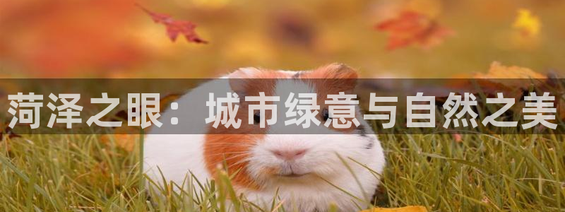 摩根娱乐_ c招a商77130