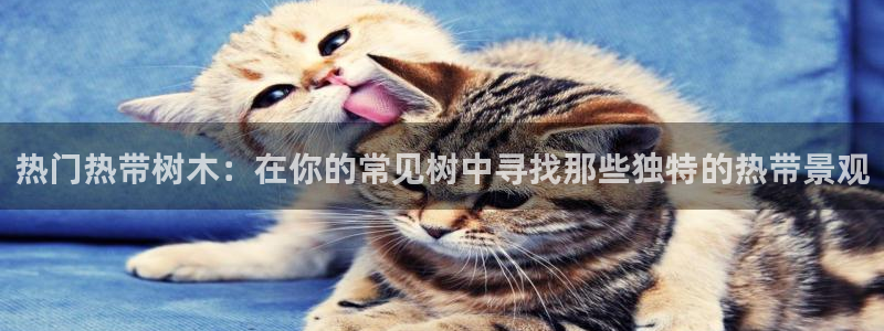 白宫摩根会娱乐会所